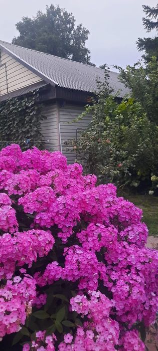 Саженцы флокса продам.