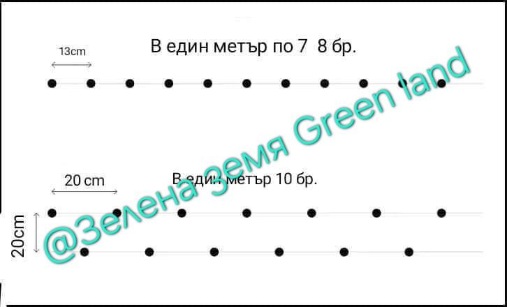 Лигуструм на гол корен за жив плет