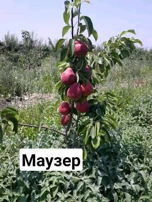 Koʻchatlar кучатлар 200 xil kuchatlar