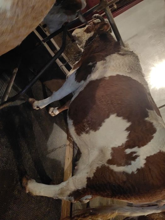 Vând sau schimb cu vaci de carne