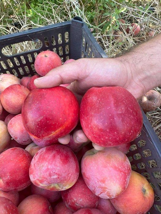 Мевали кўчатлар 2025| шафтоли кўчатлар | олма кўчатлар | узум кўчатлар