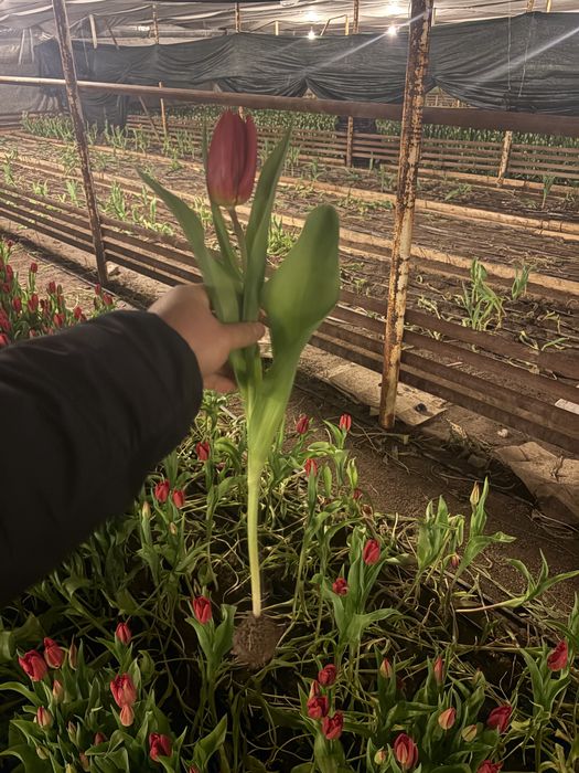 Астана тюльпан оптом и в розницу