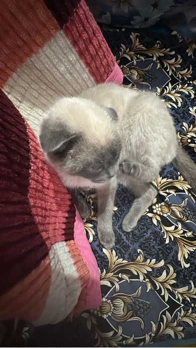 Мысық тегін беремін