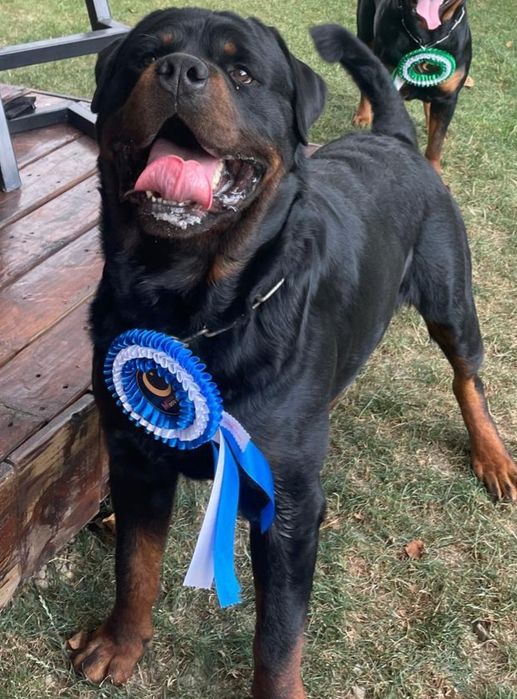 Pui Rottweiler mascul cu pedigree