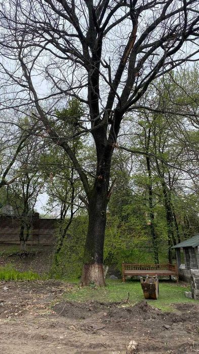 Дерево на спил бесплатно