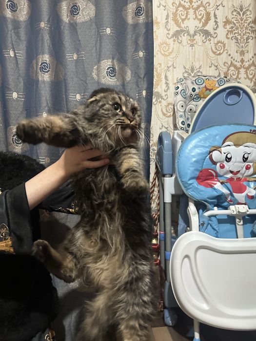 Haylend fold  sotiladi