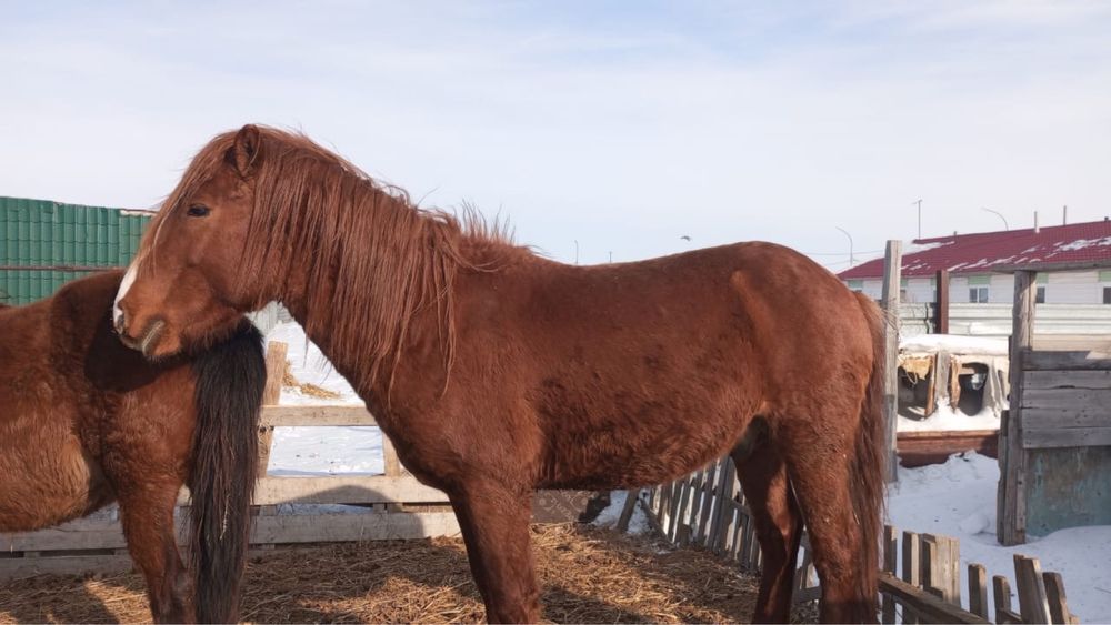 Продам лошадь 5лет