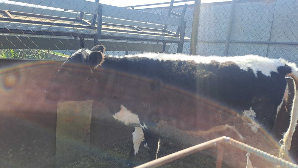 Семіз екі бас қашар сатылады , жемде тұр