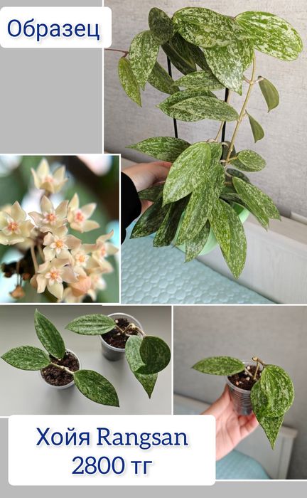 Сциндапсус комнатные цветы