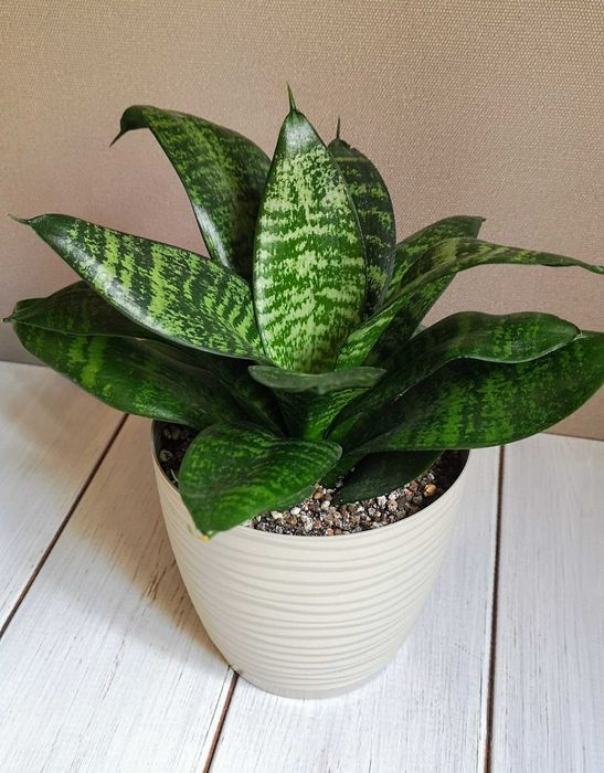 Сансевиерии Алматы