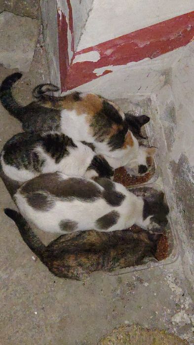 Отдам кошку с котятами