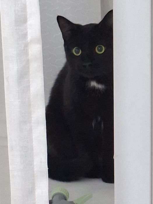 Отдам кота 3 года
