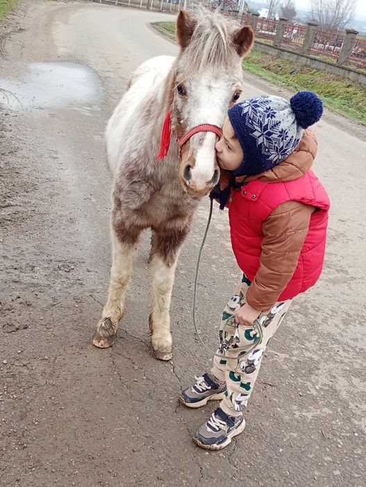 Vând poneiita tarcata vârstă 5ani