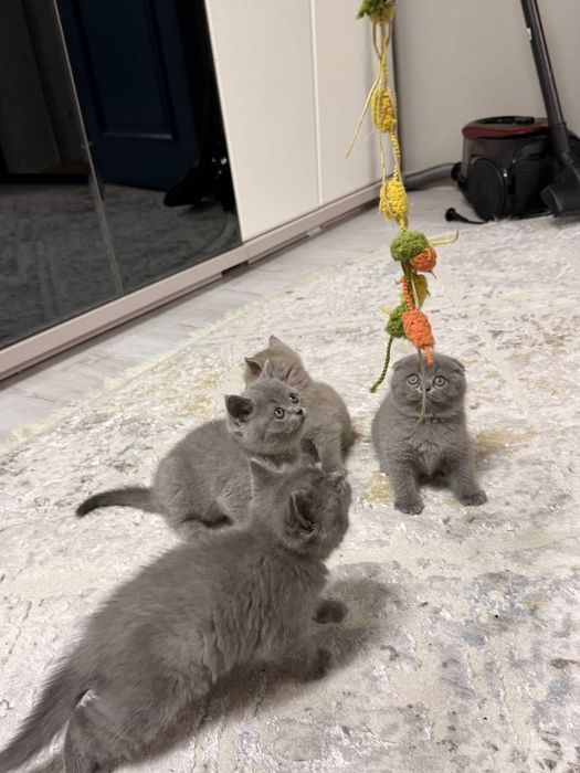 Котята Британцы Британ мушукчалари