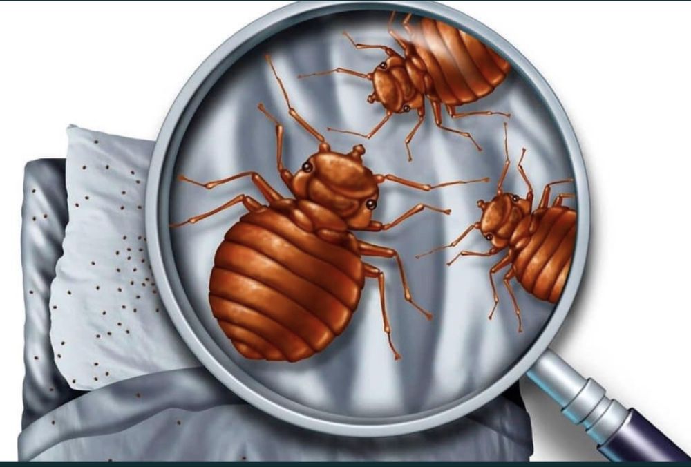 Термиты, клопы, тараканы