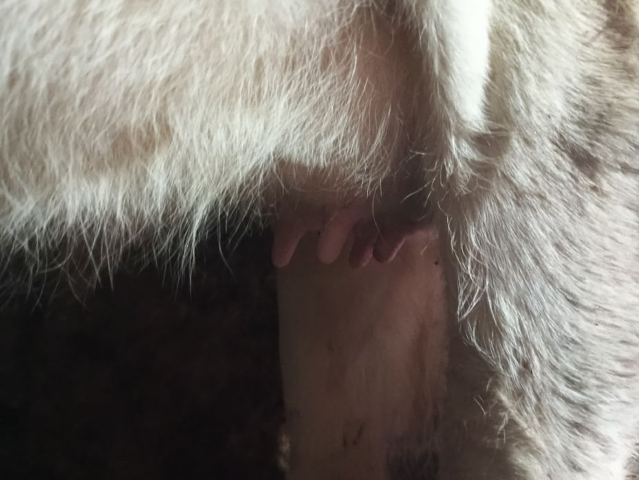 Vând jurinca  gestantă