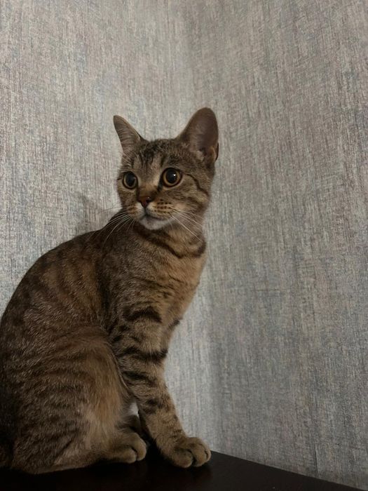 Отдам в добрые руки кошечку
