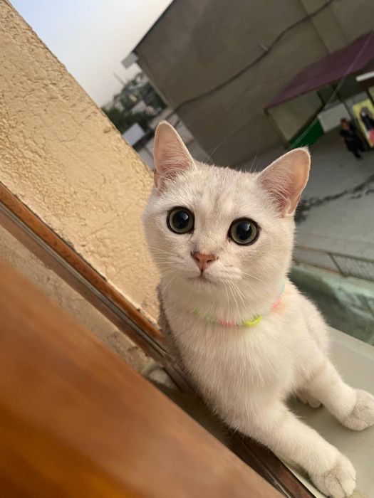 Серебристая Шиншилла