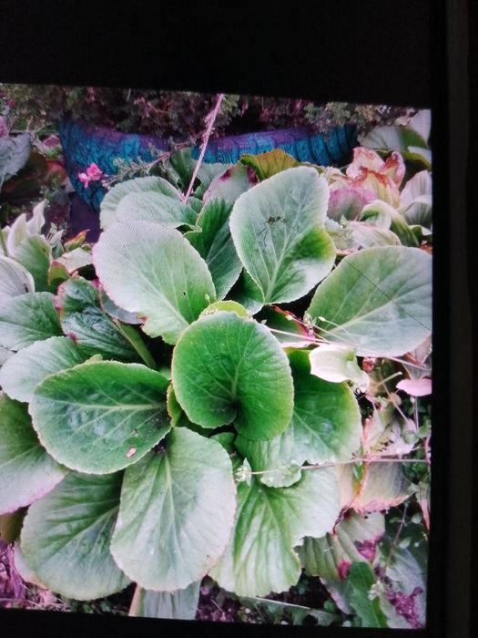 Бадан, и многолетнее растение