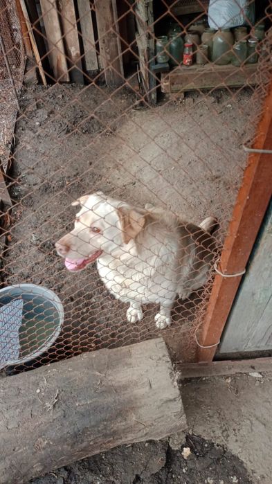 Собака Лабрадор 2,2 месяца