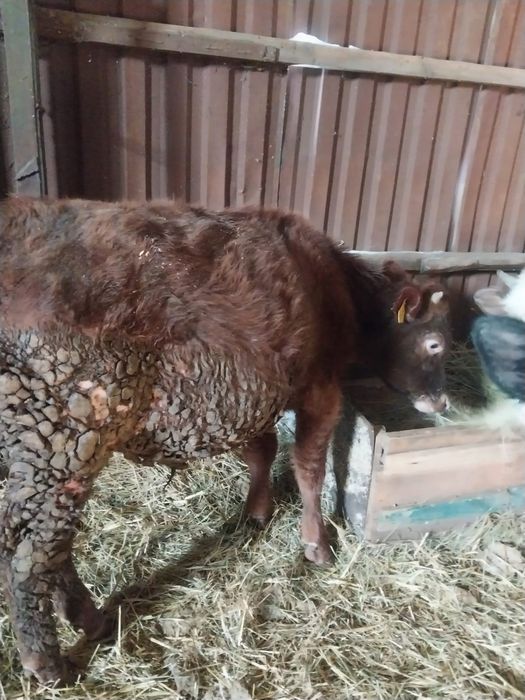 Продам КРС (бычки, 6 голов, 9-11мес))