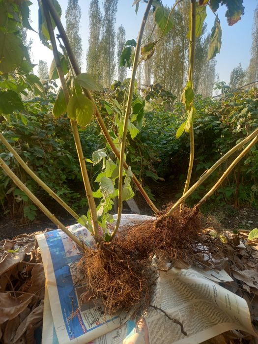 Малина малина malina