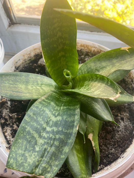 Алоэ гүлдер сатыладыы