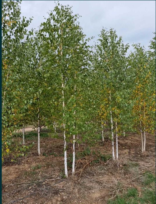 Betula Alba - Plante Foioase Decorative
