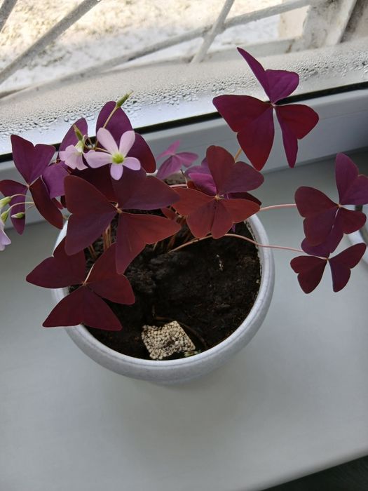 Продаю кислицу ,цветет