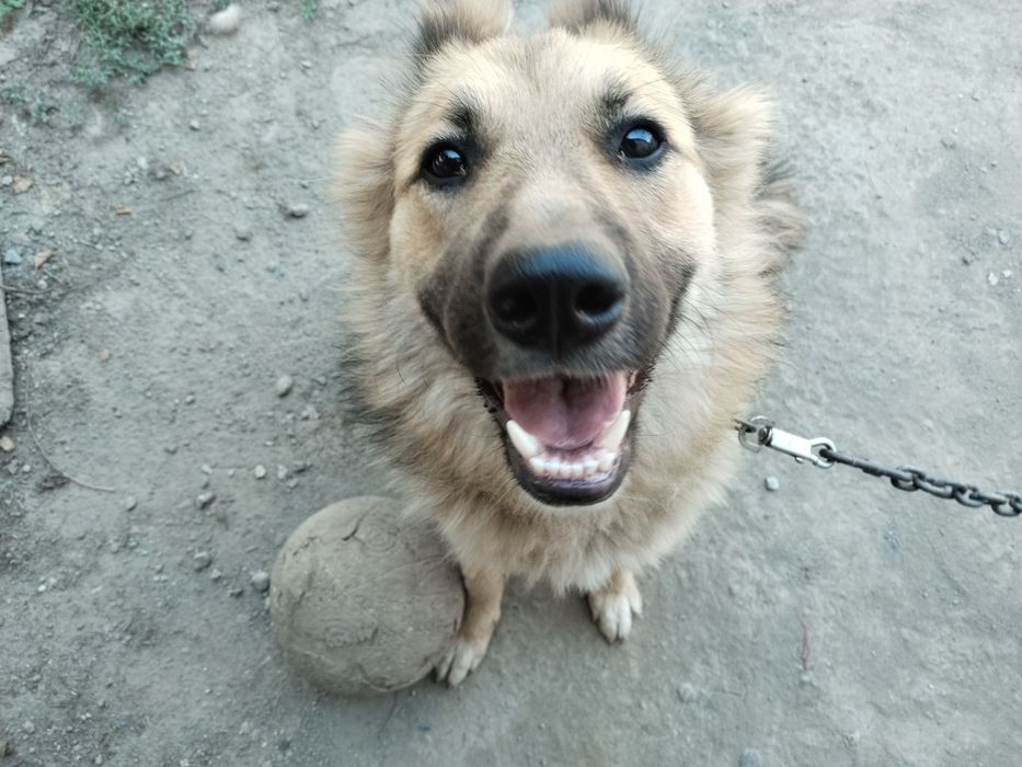 Собака женского пола