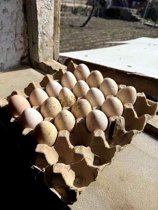 Индюк Тухумлари Тоза парода