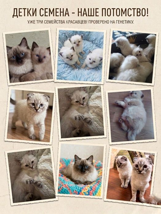 Продаём ​Шикарного  кота  с голубыми глазами.