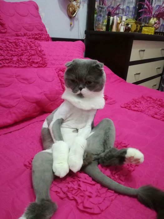 Кошки, срижка , купание и т.д.