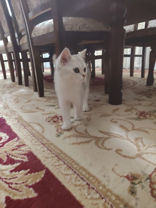 Британская серебристая шиншилла