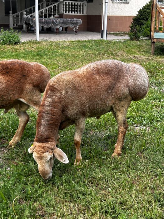 Арашан қошқарлар 2 жас