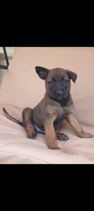 Продаются щенки бельгийской овчарки(малинуа)