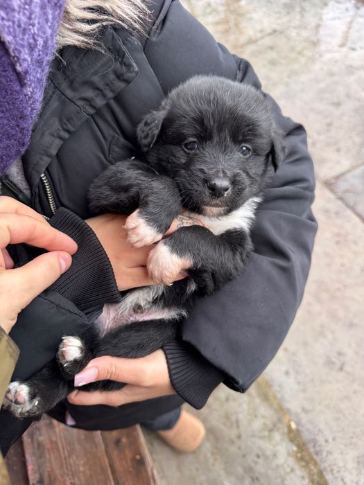 4 Suflete Mici Caută Familie pe Viață