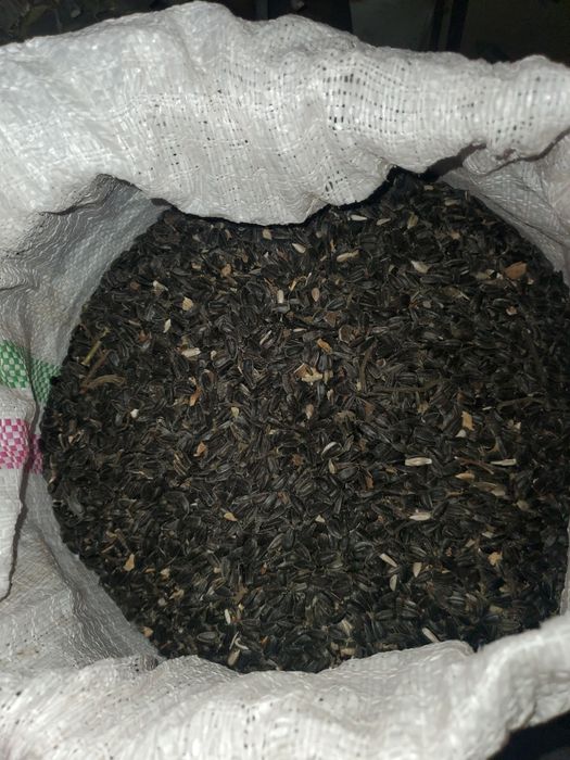 Vand floarea soarelui productie 2025