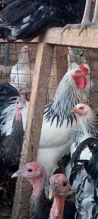 Brama tovuq xoʻrozi bilan sotiladi