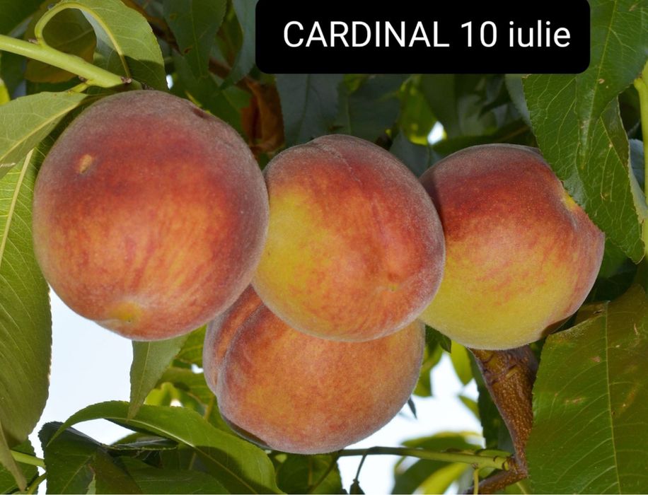 Pomi fructiferi anul 3,calitate excelentă