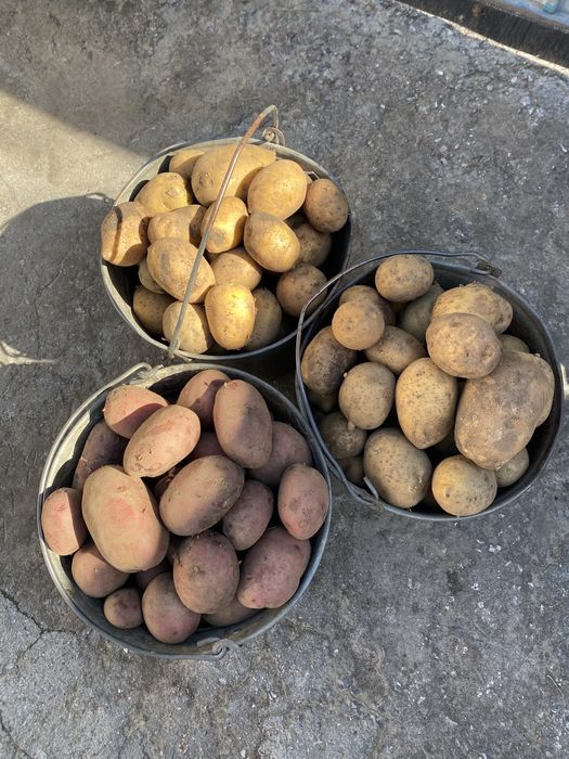Продам картофель садовый