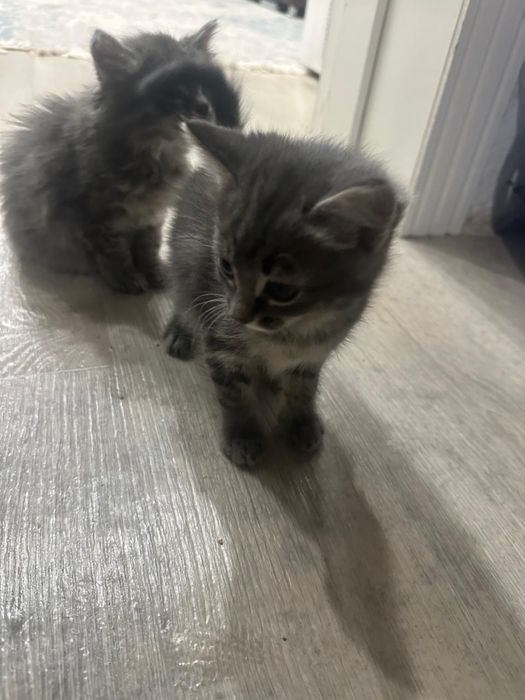 Котята британские смесь