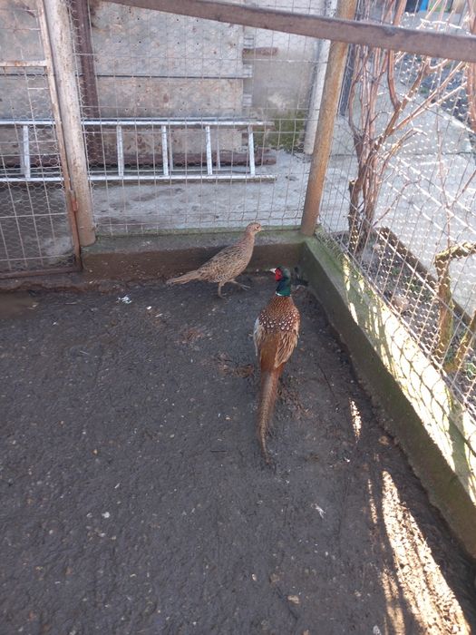 Vând fazani maturi.