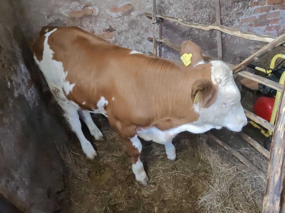 Vând vițel bălțat