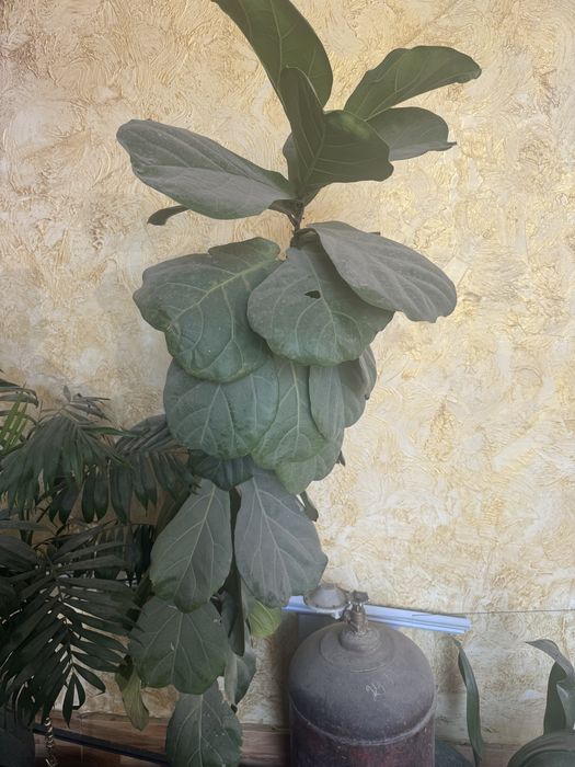 Домашние цветы