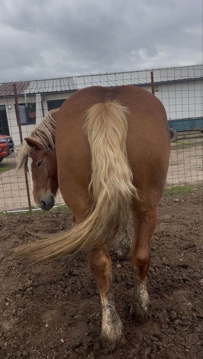 Vand iapa sange rece polonez