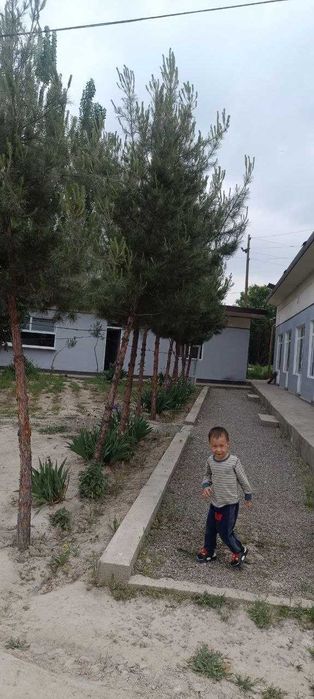 Шошилинч нотурар чойхона сотилади