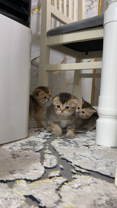Котята золотая шиншила