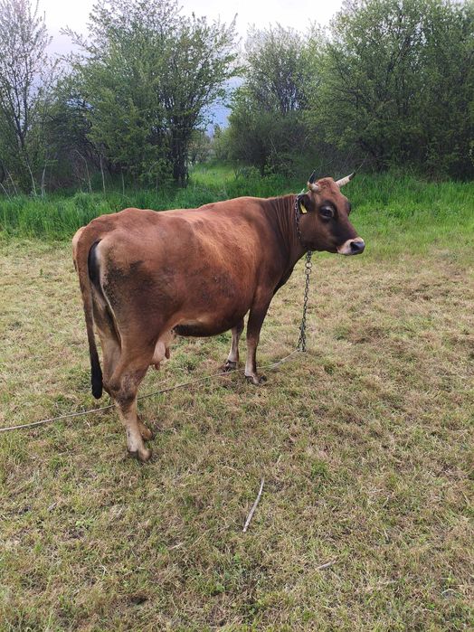 Продавам крава БРГ