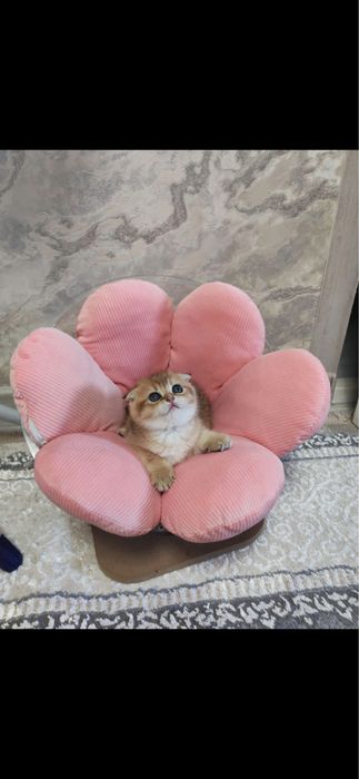 Продпются котята мал и дев